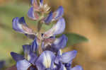 Skyblue lupine